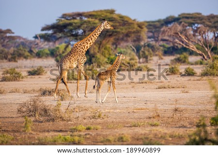 Parent and young giraffe in morning light in Tanzania