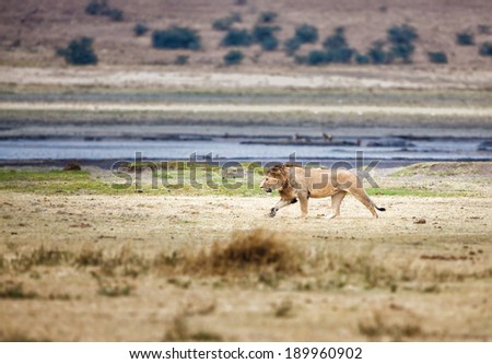 Lion stalking in Serengeti