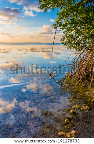 Colorful sky reflected in water of mangrove lagoon