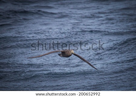 Giant northern petrel flies low to the water following ship