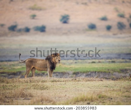 Male lion poses looking for danger in Ngorongoro crater in Tanzania