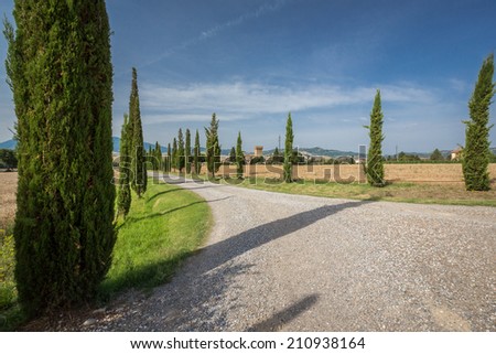 Cypress trees line driveway surrounded by wheat fields in Tuscany, Italy