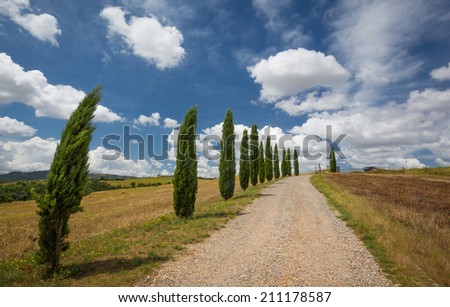 Cypress lined driveway in Tuscany, Italy