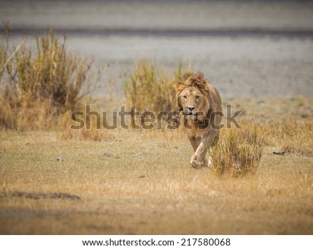 Male lion walks toward camera in the wilds of Africa