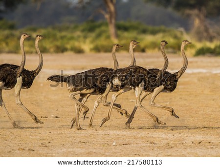 Ostriches run over dry river bed in the wilds of Africa