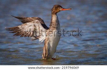 Red-breasted merganser flaps wings to dry