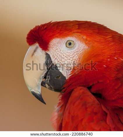 Close up of red Macaw parrot