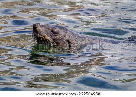 Young male fur seal swims in ocean