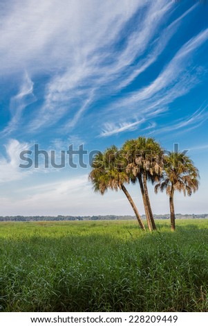 Wispy clouds above cabbage palms of Florida
