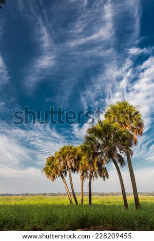 Artistic sky surrounds cabbage palm trees in Myakka State Park