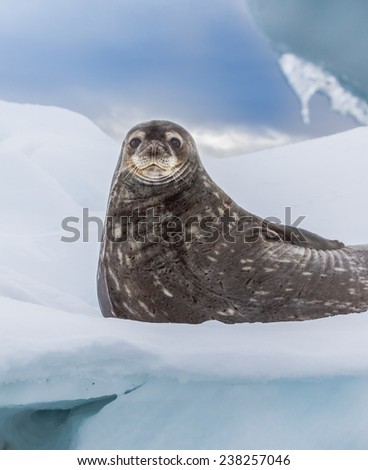 Weddell seal rests on ice pack in Antarctica