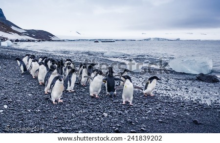 Pack of adelle penguins on the peninsula of Antarctica