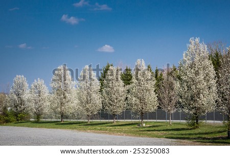 Row of white apple  blossoms trees in Spring