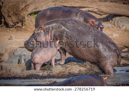 Young hippopotamus calves play in the pond