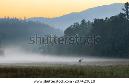 Sunrise over misty meadow with male bull elk grazing.