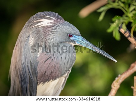 Tricolor heron with breeding colored beak and head feathers