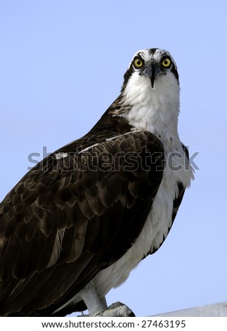 Large bird of Prey, the Osprey, looks directly into the camera.