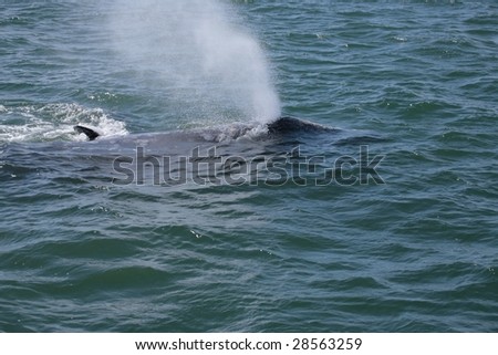 Gray whale blows his breathing hole