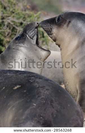 Sea LIon pups touch noses kissing