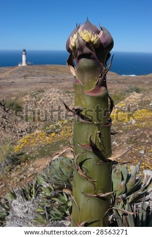 Agave century plant with light house in Baja Mexico