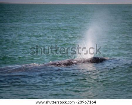 Adult gray whale clears its breathing blow holes