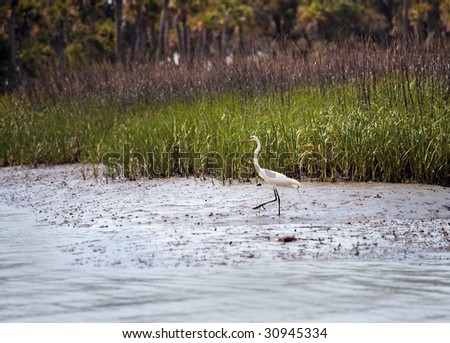Egret hunts in coastal wetland