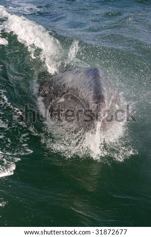 Baby gray whale jumps and breaches in the ocean