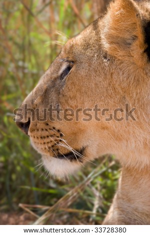 Female lion profile looks for danger