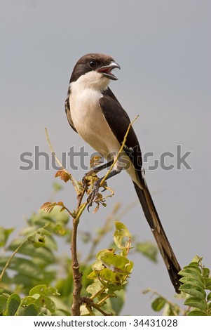 African Magpie Shrike stands tall on a branch showing off its long tail.