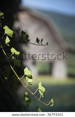 English Ivy with blurry barn in background