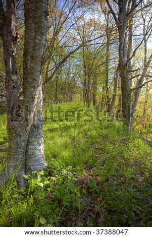 Tree & path, spring grass HDR