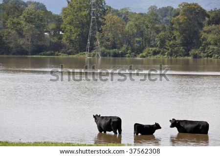 3 Cows stand in high flood waters of September flood in North Carolina