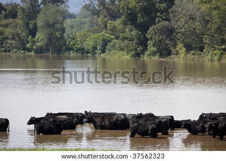 Cows stand in high flood waters of September flood in North Carolina