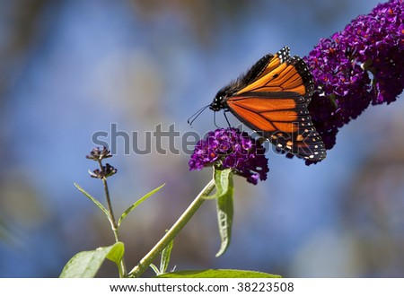 Monarch butterfly on purple butterfly bush, wings open and folded downward