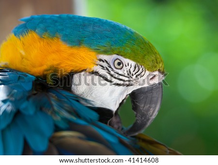 Macaw parrot close up of head and feathers