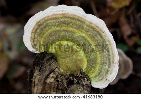 Flat, semi-circular mushroom of green, gold and white rings