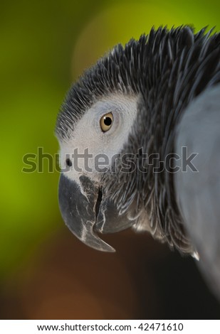 African Gray parrot