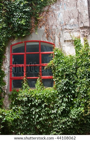 Red pane window in plaster, ivy coated wall Wellington, NZ