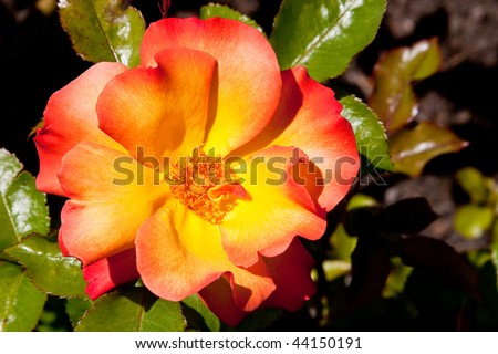 Knock out rose of yellow, orange and red