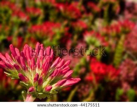 Sharp red flower in foreground with bed of red red flowers behind