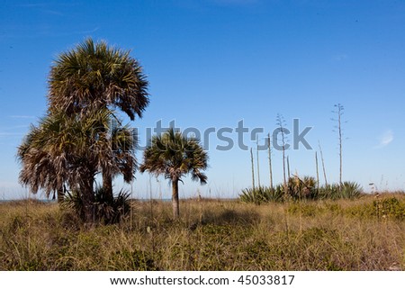 Cabbage palms and century plants in Florida