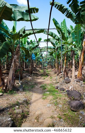 Historic harvesting track of Costa Rican banana plantation
