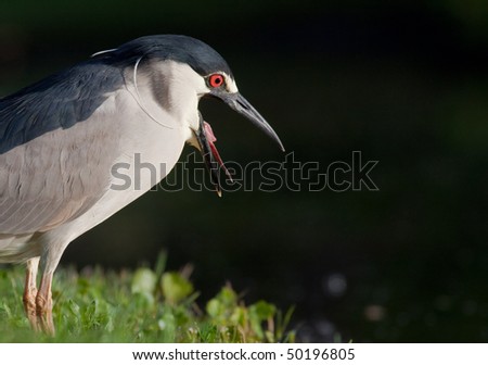 Black-crowned night heron yells with mouth open