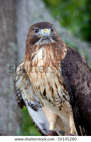 Close up of red tailed hawk, aka chicken hawk