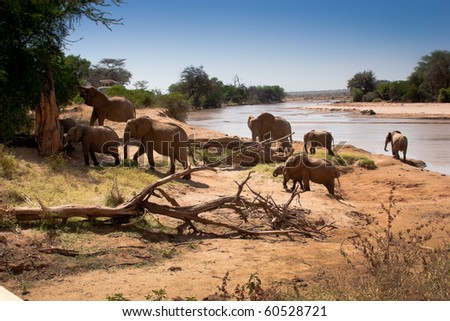 Herd of African elephants climb out of cooling river.