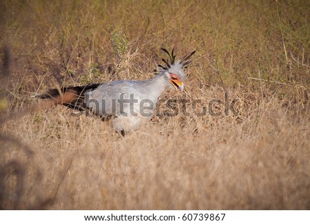 Secretary bird hunts for food on plains of Serengeti