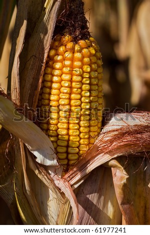 Yellow ear of corn at the end of growing season