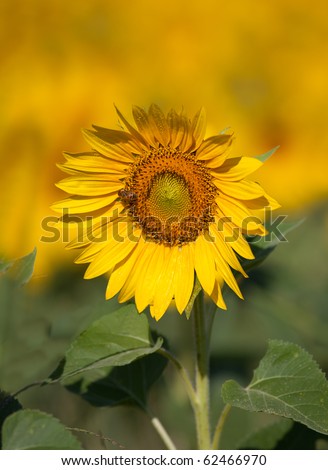 One glorious sunflower in large field of yellow behind