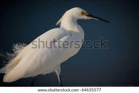 Fluffy feathered white egret on windy day