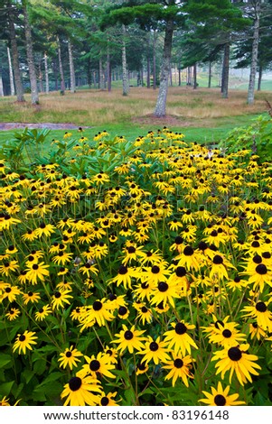 Sea of black eyed susan flowers surrounded by pine trees